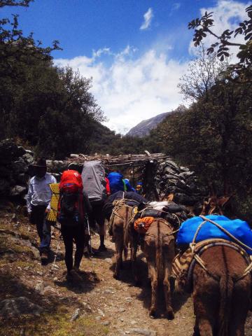 Hiking in with the Burros